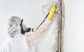 Professional Mold Removal & Remediation in Laurel Bay, SC